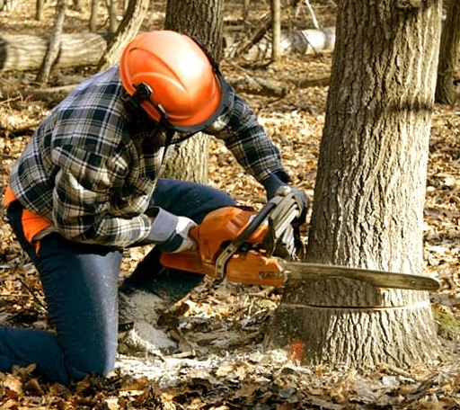 Tree Removal in Belspring, VA
